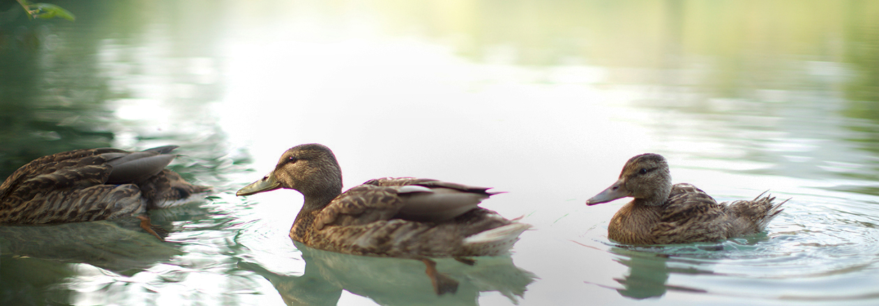 Schwimmen im See